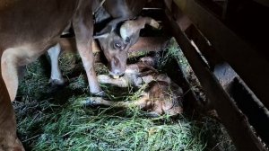 Поехали по делам/ Ещё один бычок.Новости в хозяйстве.