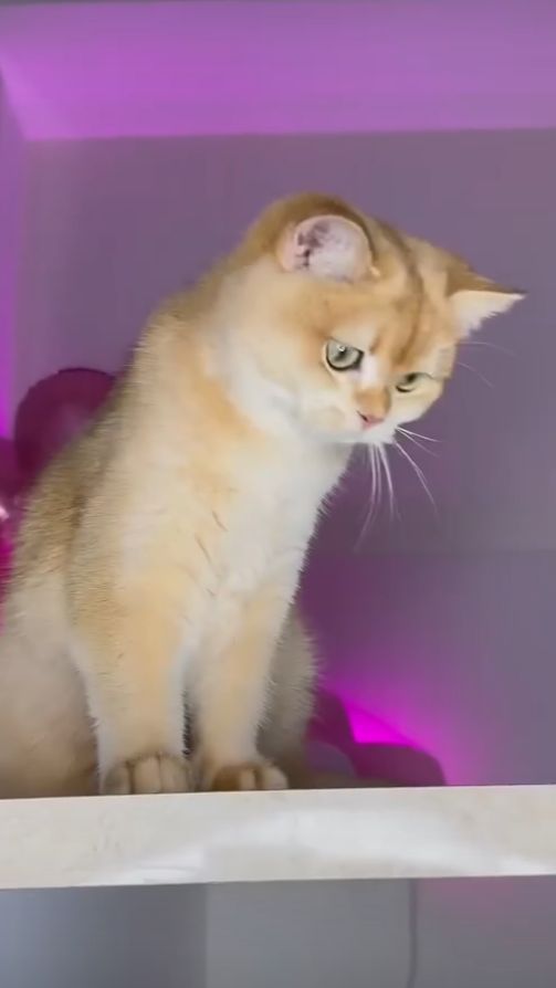 Моя кошка Мося разбила вазу! #кошка