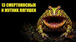 (ИСТОРИЯ НА КАРТЕ)Одно касание — СМЕРТЬ! 13 самых жутких и странных лягушек мира!