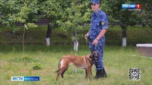 Кинологи отмечают свой профессиональный праздник
