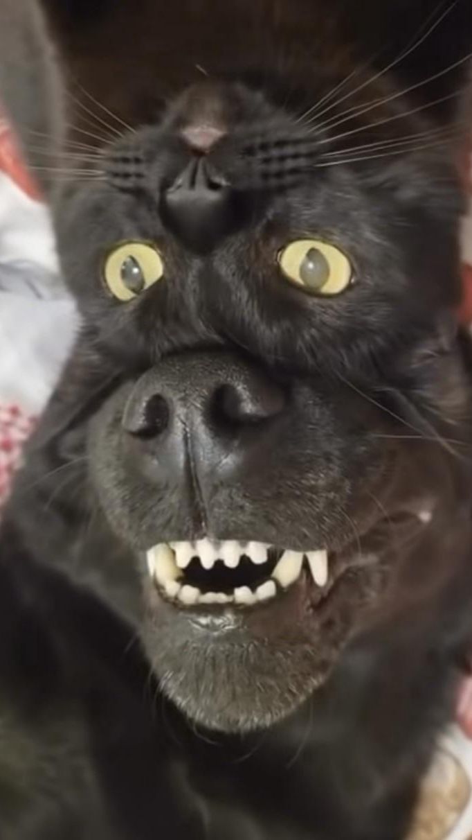 Что ты такое?)))