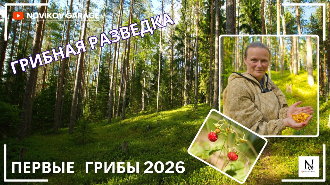 Грибная разведка 20 июня 2026. Приозерский и Выборгский район. смотреть онлайн