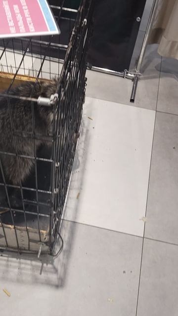 меня енот укусил смотреть онлайн