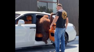 Водитель приехал на Rolls-Royce, чтобы забрать босса
