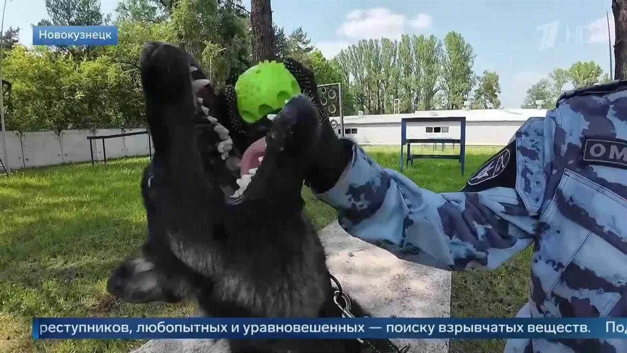 Кинолог ОМОН "Авангард" объяснила, как протестировать собаку на заинтересованность. смотреть онлайн