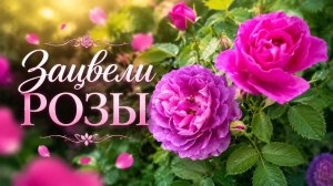 Зацвели розы