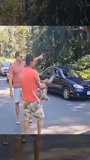Спасение детёныша ленивца 🦥