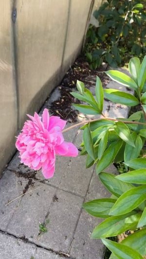 21-06-2026 Всем медикам дарю 🌸🌺🌻🌹🌷🌼💐