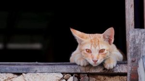 Почему твой кот не сводит с тебя глаз？ Настоящая причина тебя поразит!