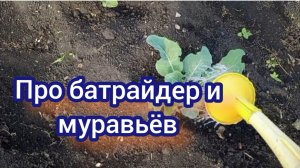 Обрабатываю капусту. Чем борюсь с муравьями