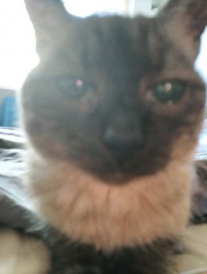 играем с котятами и учим играть в поп ит