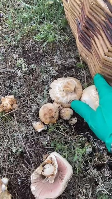 Горные шампиньоны