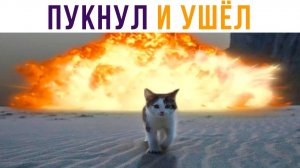 Пукнул и ушёл в другую комнату) Приколы с котами