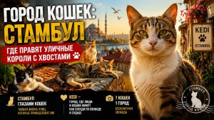 Kedi — город, где люди и кошки живут как соседи по свободе и судьбе