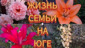 20-06-26/ Переполох в курятнике/ Домашняя шаурма/ Отвечаем на комментарий/ Наша жизнь на юге/ Кубань