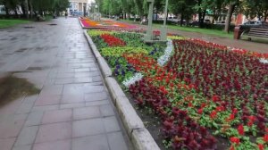 Ваточник сирийский и клумбы на Весенней