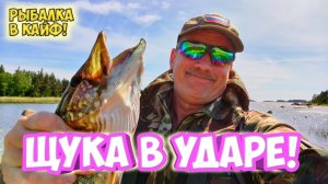 Щука в ударе