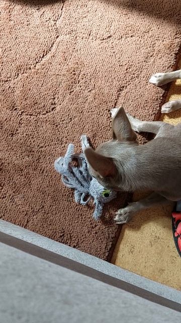 Марик))🐶