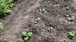 Пол дня с ними боролась, но они не подохли / Лилия расцвела.