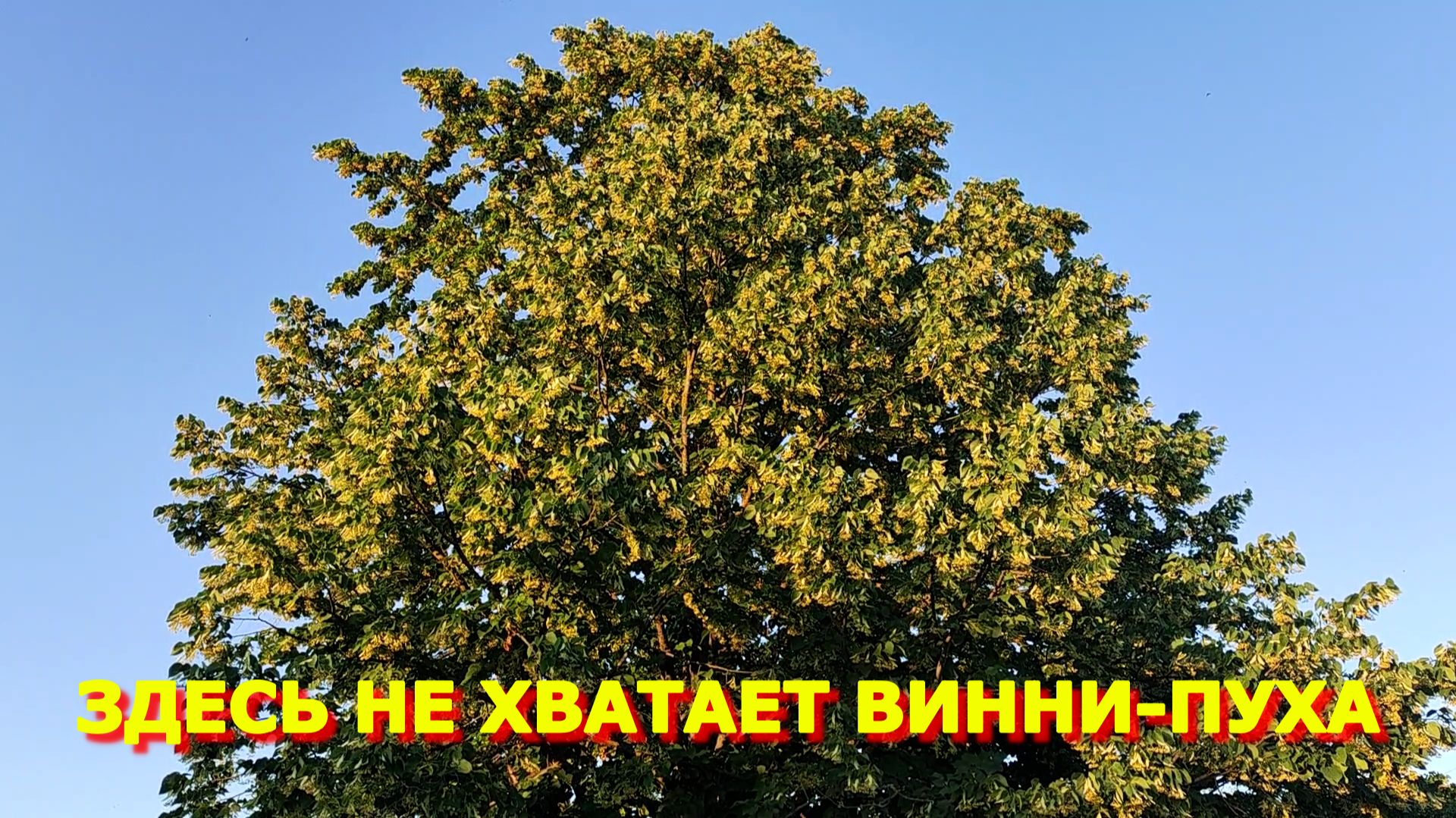 117.Щавель на зиму, простой рецепт/ Пешие прогулки/ Цветущая липа с пчелами. смотреть онлайн