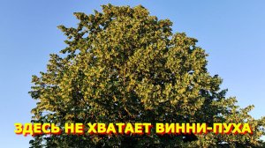 117.Щавель на зиму, простой рецепт/ Пешие прогулки/ Цветущая липа с пчелами.