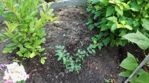Клумба которая должна украсить сад осенью.