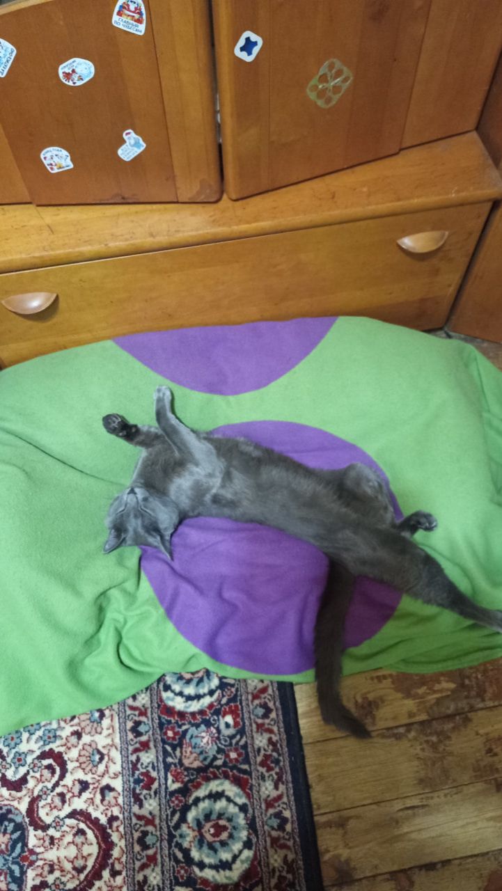 Мастер-класс от кота Атоса по искусству сна!!! #shorts #котатос #животные #коты #атос