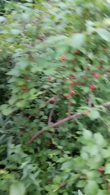 Забрали туфли с озона на выпускной дочери.