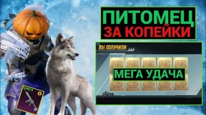 ОГО!! ВЫБИЛ ЗА КОПЕЙКИ АРКТИЧЕСКОГО ВОЛКА! ЛЕДНИК M416 С ПОВЫШЕННЫМ ШАНСОМ в PUBG MOBILE!!