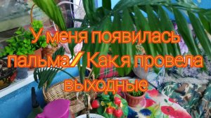 У меня появилась пальма/ Как провела выходные