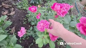 Влог/309/ Дети приехали, у нас праздник.../ Мама просится на дачу..