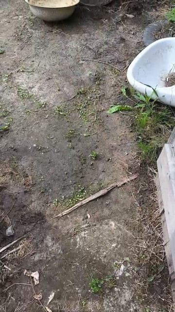 🌱 Борьба с сорняками