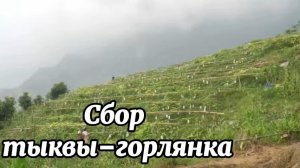 Сбор тыквы‑горлянка и приготовление вкусных блюд из белых матовых тыкв‑горлянок