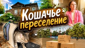 Выходной в движении/Перевезли кошку