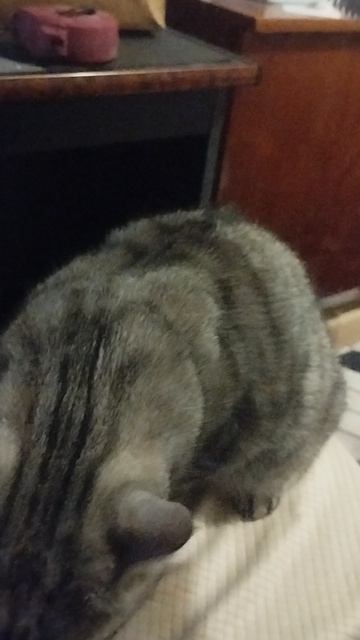"КОШКИН ДВИЖ" Причесываемся