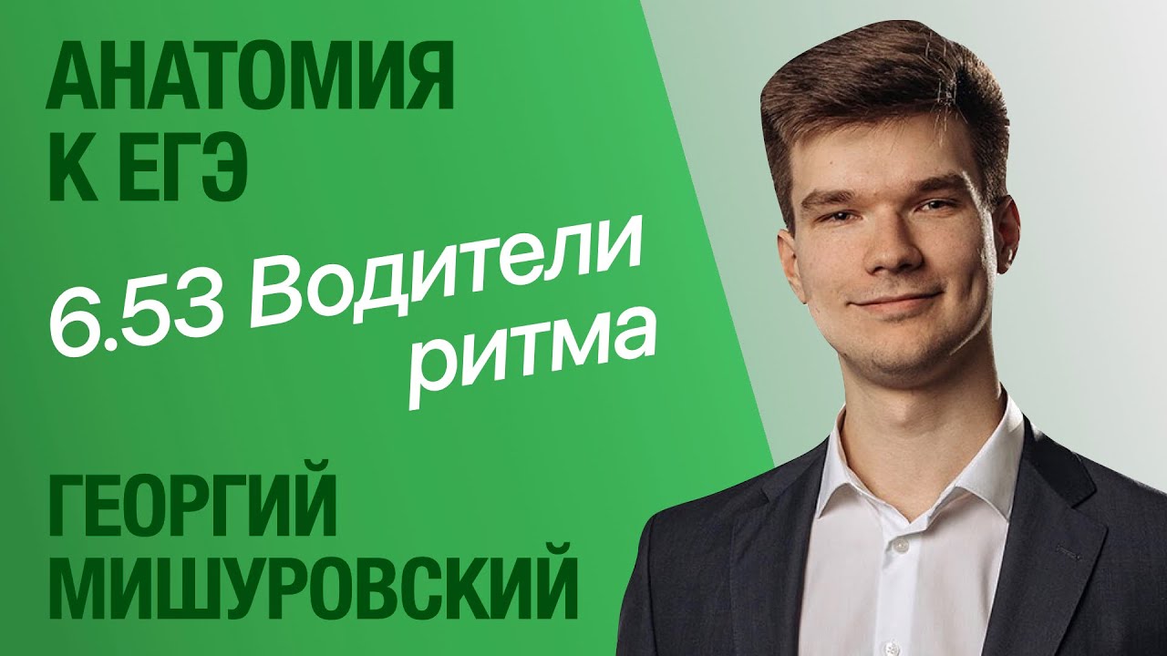 6.53. Водители ритма: почему сердце сокращается само | Анатомия к ЕГЭ | Георгий Мишуровский смотреть онлайн
