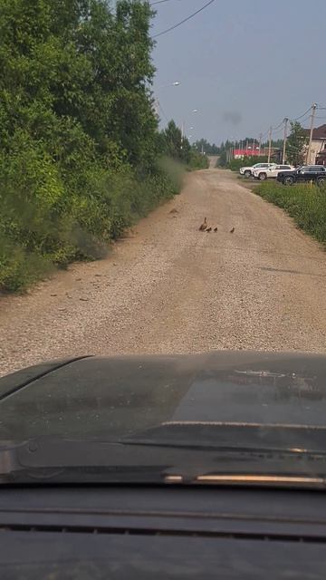 Утка и ПДД.