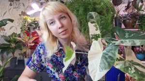 Пересадка алоказии, как я удобряю и поливаю растения на фитильном поливе