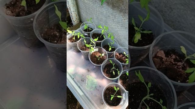 ФЕЯ ЗАЦВЕЛА 🌸 ПОМИДОРКИ СПЕЮТ 🍅 Утренний обход территории 🌺 смотреть онлайн