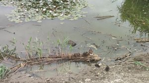 Городской пруд зарос, но появился островок цветущих лилий.
