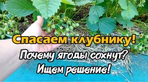 Спасаем клубнику! Почему ягоды сохнут... ищем решение!