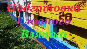 Формирование пчелосемей к основному медосбору