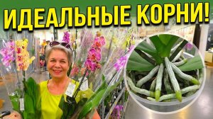 Идеальные корни орхидеи, а орхидеи прекрасные!  Обзор из Леруа Мерлен.