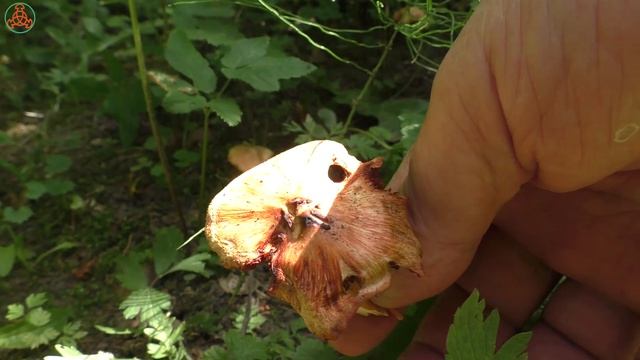 Смертельно-ядовитая Волоконница Патуяра -  Inocybe patouillardii