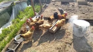 21-06-2026 Пришлось сделать дымокур / подарок от мужа 🫣.