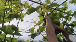 Пасынковка и чеканка винограда!