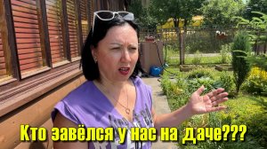 Кто завелся у нас на даче??? Что делать с клубникой? Приняла решение