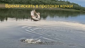 КАК НАЙТИ СУДАКА В ПРОТОКЕ - нащупываю кочки спиннингом.