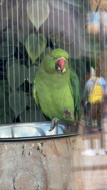 #попугай 🦜 #зеленый #смешноевидео #взаимныеподписки #подписываемся