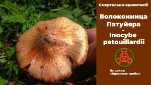 Смертельно-ядовитая Волоконница Патуяра -  Inocybe patouillardii
